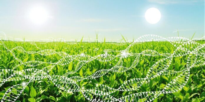 Campo de soja verde con un genoma estilizado.