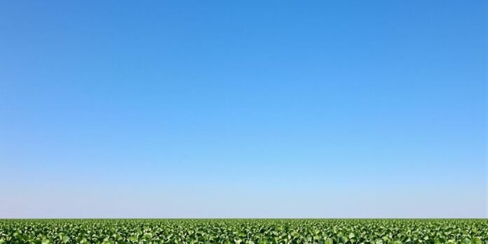 Campo de soja verde bajo un cielo azul.
