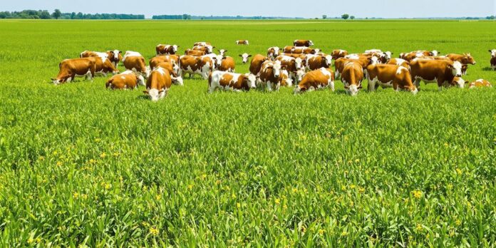 Ganado bovino pastando en un campo verde.