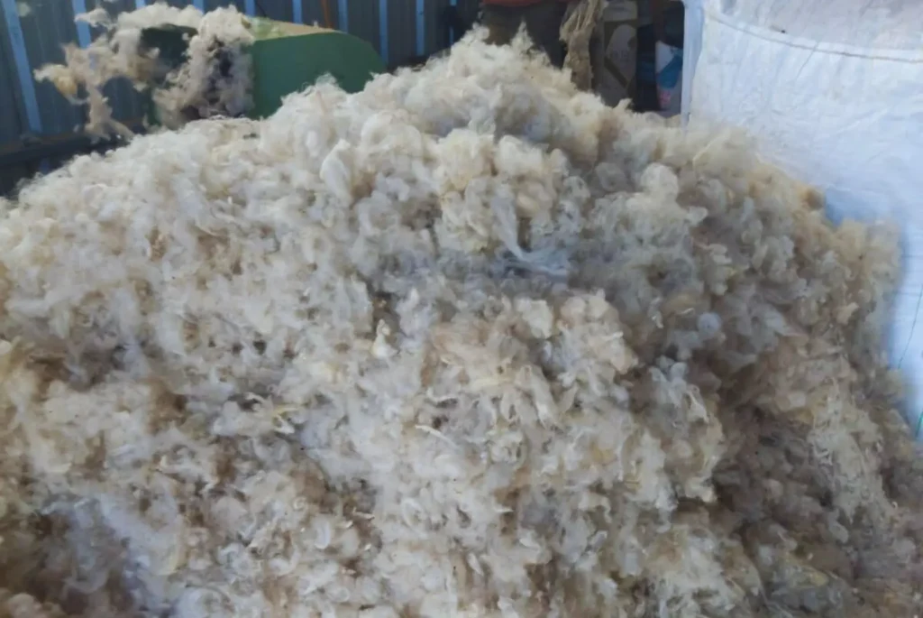 Un proyecto argentino convierte la lana ovina descartada en un aislante térmico eficiente y sostenible que revoluciona la construcción y potencia la economía circular.