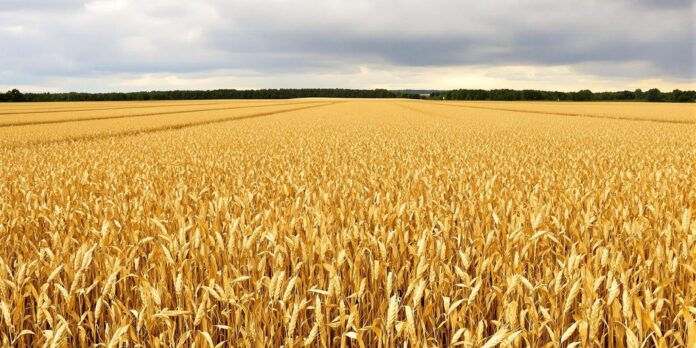 Trigo y maíz en un campo seco bajo un cielo nublado.