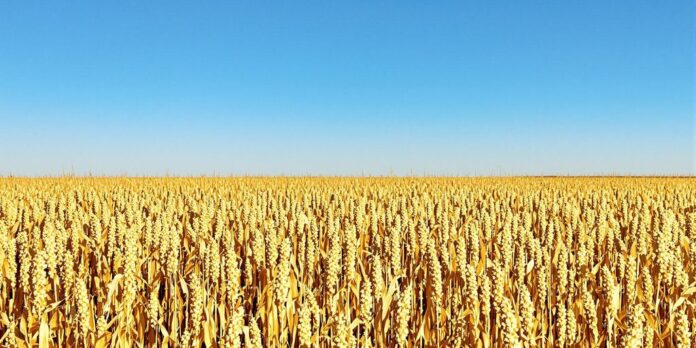 Campo de sorgo maduro bajo el sol de la tarde.