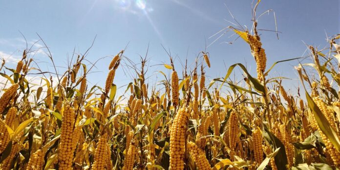 Campo de maíz dorado bajo un cielo soleado.