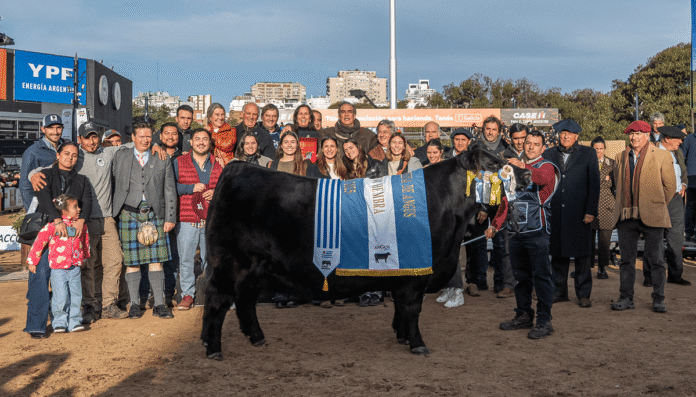 Géminis, la vaca Angus Gran Campeón Hembra 2025 en Palermo, presentada por Don Abraham.