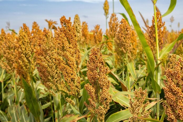 Aprendé a lograr silajes de calidad y transformar forraje en rentabilidad. Academia Pemán brinda capacitación gratuita sobre nutrición animal eficiente.