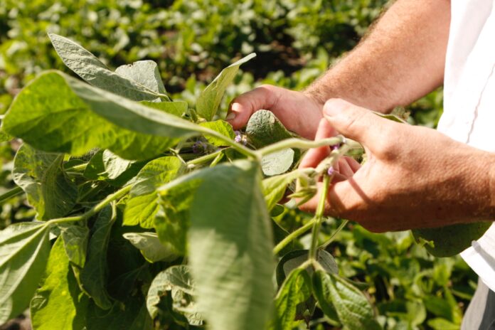 soja-nidera_IC_4386 Nidera presentó su estrategia para la campaña soja 2025/26, con un portfolio de 15 variedades y foco en la diversificación inteligente para afrontar un año de márgenes ajustados.