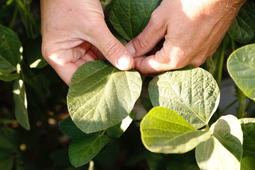 Lanzamiento campaña soja 2025/26 de Nidera en Funes, Santa Fe