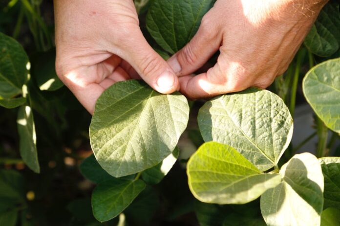 Lanzamiento campaña soja 2025/26 de Nidera en Funes, Santa Fe