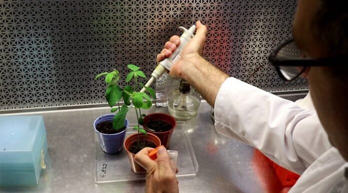 Investigadores del CONICET prueban biofertilizantes editados para soja con tecnología CRISPR/Cas9