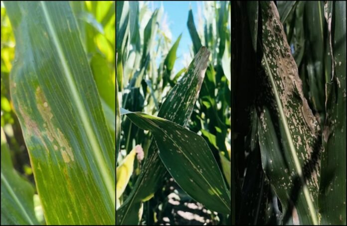 Supra Semillas abordará los desafíos sanitarios del maíz argentino en Aapresid 2025, con foco en la mancha blanca y el Corn Stunt Spiroplasma.