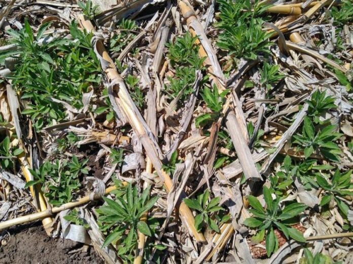 FMC malezas rama negra FMC presenta estrategias y productos para el control de Rama negra en trigo y maíz, destacando el manejo integrado para maximizar la rentabilidad.