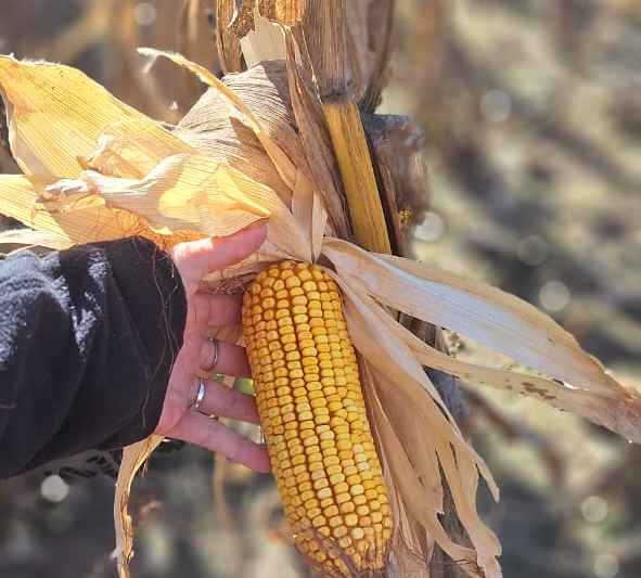 68a461faddc47bb2ac0c7d83 ILLINOIS SEMILLAS se presenta en el Congreso Internacional de Maíz 2025 con un portfolio diverso y propuestas técnicas para aprovechar una campaña que promete ser de las mejores de los últimos años.