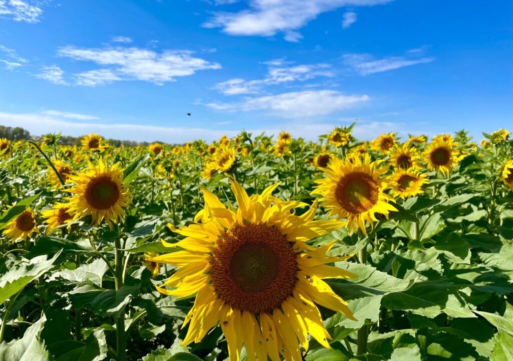 lote de girasol con alta producción en Argentina