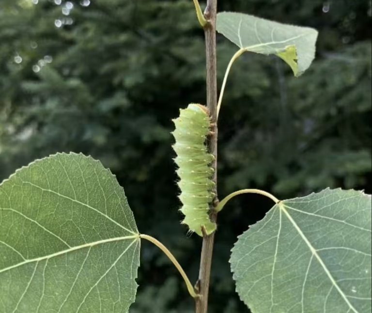 Un estudio de la FAUBA reveló que la invasión de la polilla esponjosa reduce drásticamente la supervivencia de una especie nativa al modificar las defensas químicas de los árboles. El impacto podría repetirse en otras regiones.