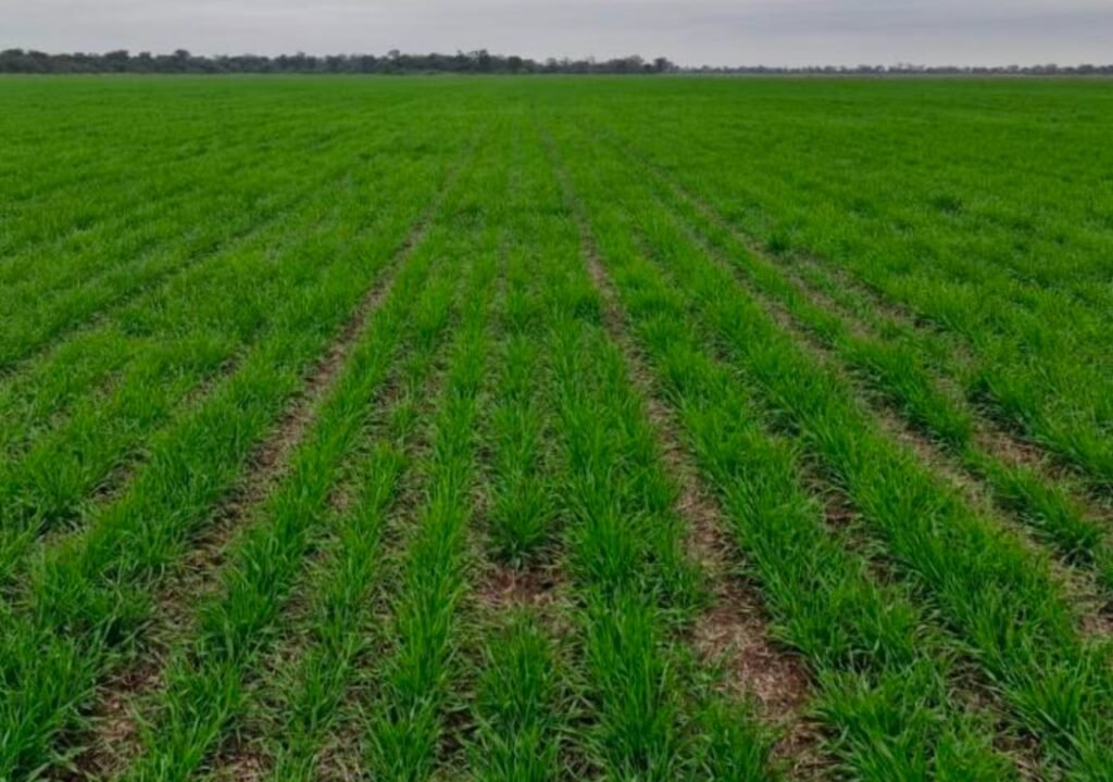 Trigo 2026: La recuperación de napas en zonas clave mejora las perspectivas de rendimiento, especialmente en la región núcleo.