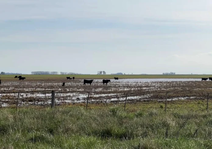 Campos ganaderos en Buenos Aires afectados por los excesos hídricos.