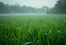 El trigo arranca con agua asegurada, pero ahora aparece otro problema que preocupa al agro