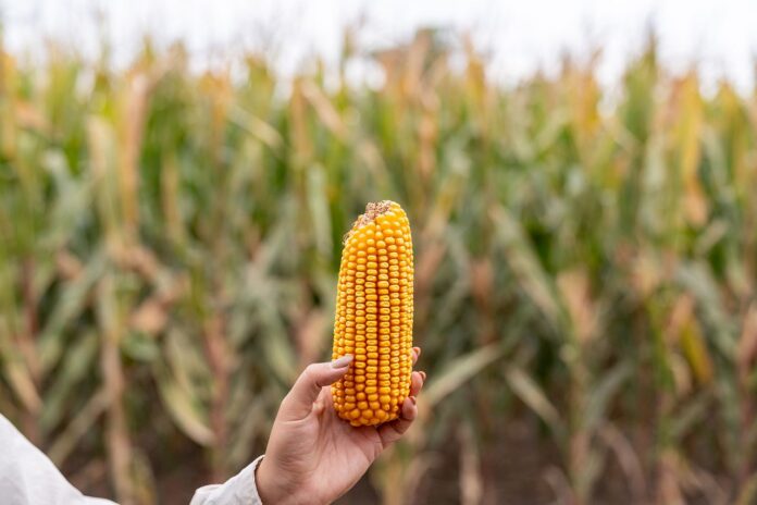 maíz tardío, Supra Semillas, GDM, genética vegetal, campaña maicera 2025/26, rendimiento agrícola, La Niña, Córdoba Norte, región núcleo, sanidad foliar
