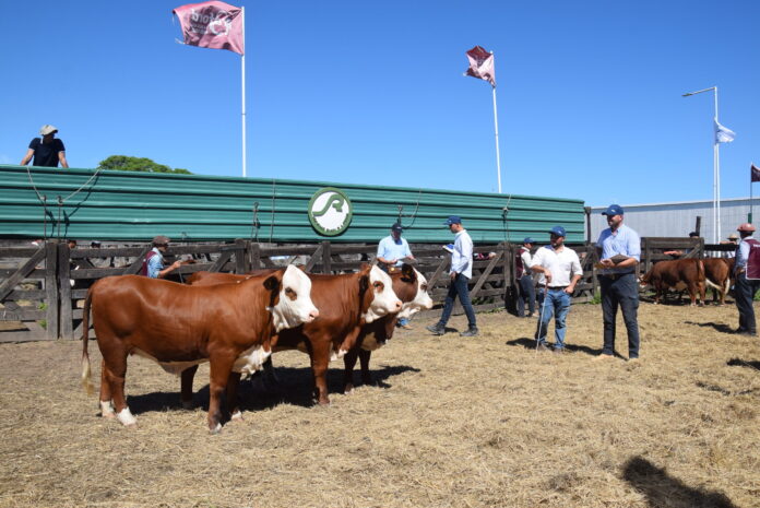 Jura-Corral-Hembras-Portada-scaled