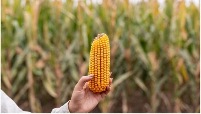 El maíz tardío ya calienta para entrar a los lotes, con la genética reforzada 2 Maiz