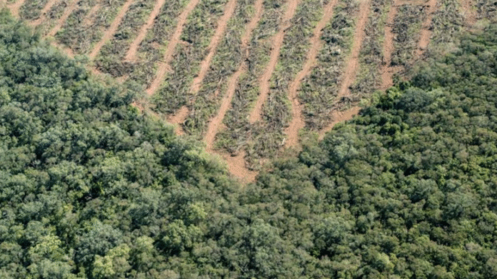 El 40% del bosque nativo aún persiste y cumple un rol clave en la regulación del ciclo hídrico.