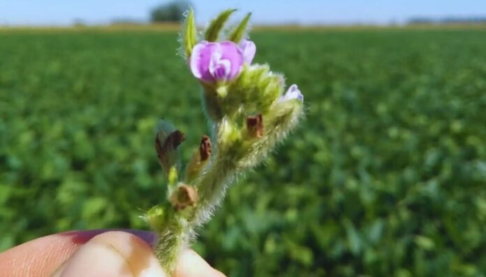 Polinizacion soja