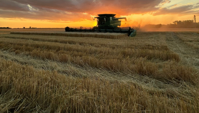 Con rindes de hasta 70 qq/ha, desde Buenos Aires también confirman una cosecha récord de trigo 3 cosecha trigo ocaso florencia ricca