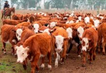 Boom sectorial impulsa ganaderia argentina a movilizar mas de 20.000 millones de dolares en 2023 foto ganaderia