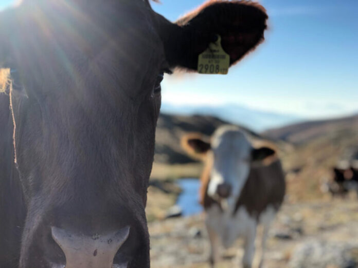 ganaderia-10-768x576