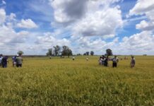 Día Mundial del Suelo: “Suelos sanos para ciudades saludables”