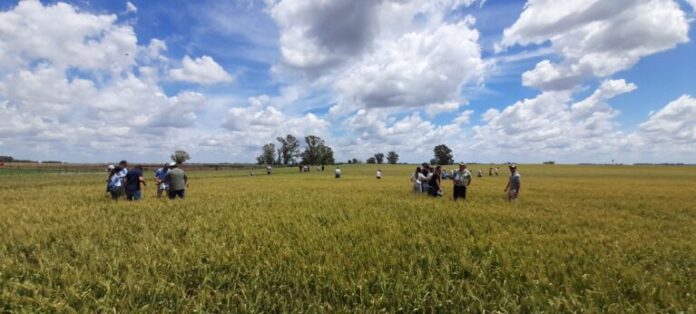 Dia-mundial-deln-Suelo-768x346-1