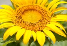 Radiografía de la comercialización de girasol en Argentina