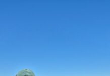 El girasol, la mejor opción en el sureste cordobés