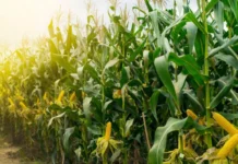 La chicharrita del maíz sigue ausente en la mayoría de las regiones