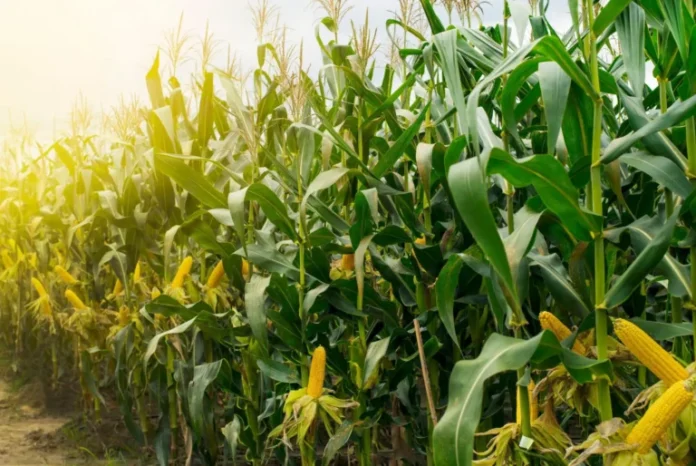 Maiz-1-768x514-1