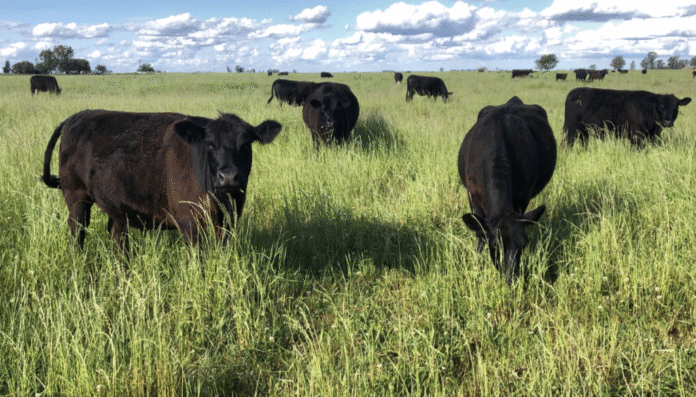 bovinos hacienda pastoreo