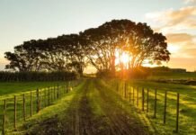 Más allá del riesgo: cómo la protección del agro impulsa la regeneración del suelo argentino
