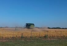 El trigo arranca con costos en alza y obliga a recalcular: la apuesta de Neogen para no perder margen