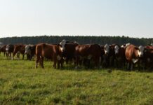 Producción de carne: Se rompe de un ciclo de crecimiento y se contrae la oferta global