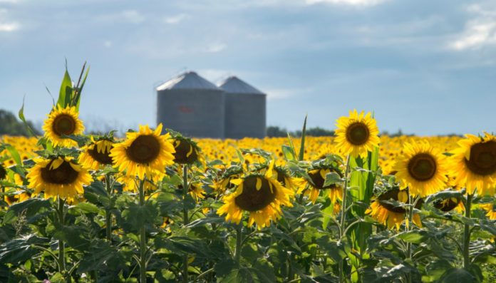 girasol acopio