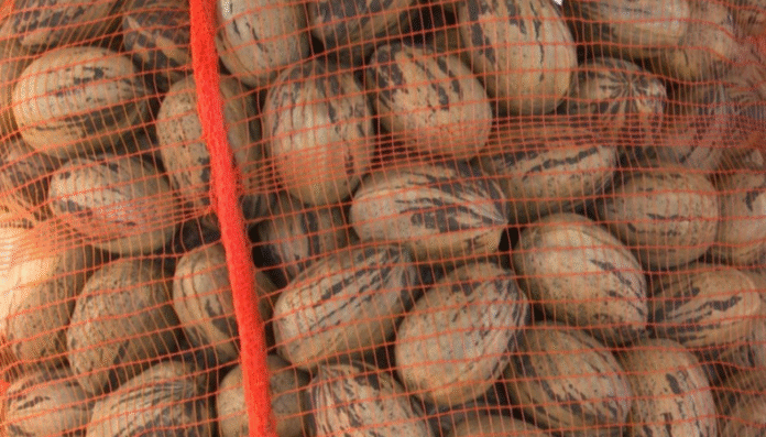 nuez pecan senasa