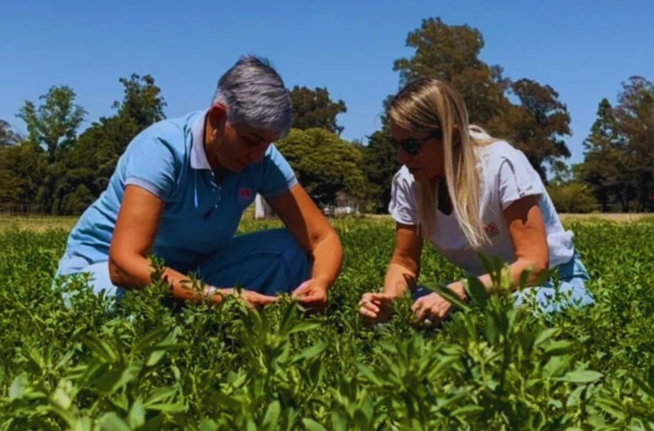 El INTA y la empresa Palo Verde presentaron tres nuevas variedades de alfalfa desarrolladas en el marco de un convenio de más de una década. Los materiales apuntan a mejorar la calidad de heno, producir en suelos salinos y reducir el riesgo de empaste en sistemas de pastoreo.