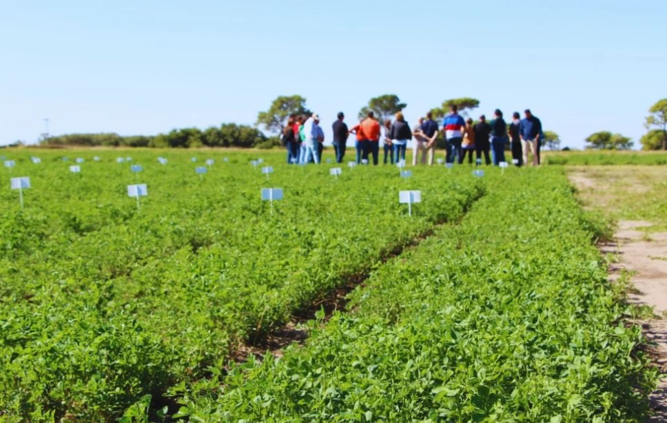 El INTA y la empresa Palo Verde presentaron tres nuevas variedades de alfalfa desarrolladas en el marco de un convenio de más de una década. Los materiales apuntan a mejorar la calidad de heno, producir en suelos salinos y reducir el riesgo de empaste en sistemas de pastoreo.