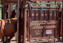 Mecano ganadero: sinónimo de eficiencia y manejo