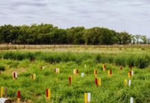 Cómo influye el nitrógeno en la producción de pasturas