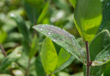 Las lluvias en el oeste bonaerense refuerzan la disponibilidad hídrica