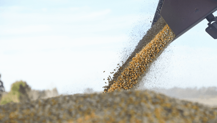 cosecha maiz granos gobierno