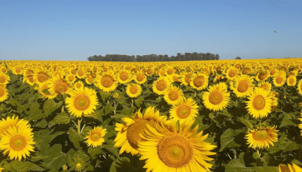 El cultivo de girasol volvió a expandirse en Argentina impulsado por mejores precios internacionales y buenos márgenes para el productor.