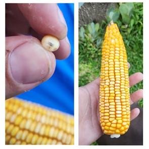 La 1ra estimación de la campaña arroja 14,8 Mt, 3,3 millones más que el año pasado. La interrupción de lluvias sobre el final del período crítico le quitó al maíz temprano el potencial récord que se proyectaba. Aun así, sería la tercera mayor cosecha de los últimos 15 años.