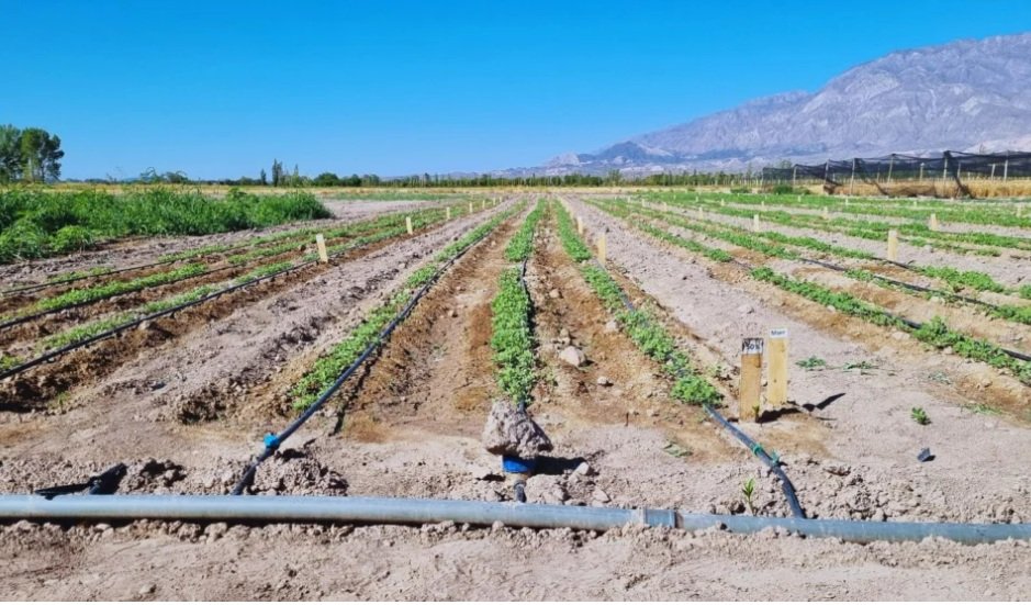 Por primera vez en el país, se generó información local y precisa sobre el manejo del riego en quinua. Una investigación del INTA San Juan demostró que el cultivo puede alcanzar rendimientos competitivos con un uso significativamente menor de agua y una alta calidad de grano.